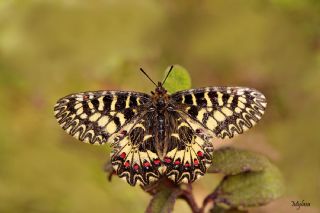 Gney Fistosu (Zerynthia polyxena)