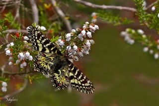 Gney Fistosu (Zerynthia polyxena)