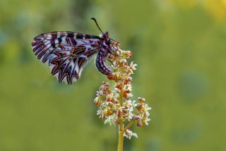 G�ney Fistosu&nbsp;(Zerynthia&nbsp;polyxena)