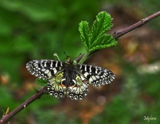 Gney Fistosu (Zerynthia polyxena)