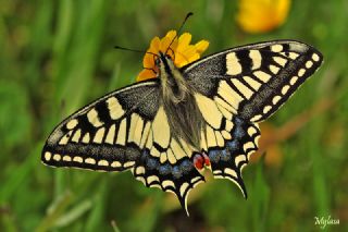 Krlangkuyruk (Papilio machaon)