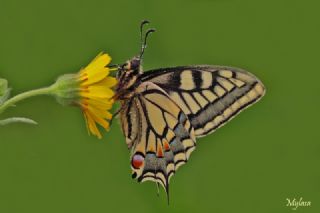 Krlangkuyruk (Papilio machaon)