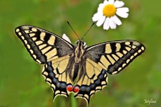 Krlangkuyruk (Papilio machaon)