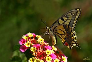 Krlangkuyruk (Papilio machaon)