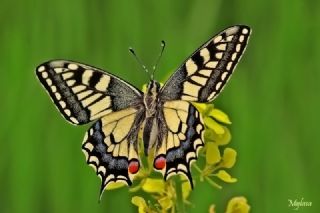 Krlangkuyruk (Papilio machaon)