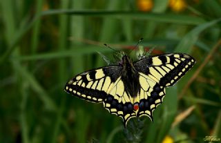 Krlangkuyruk (Papilio machaon)