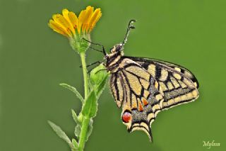 Krlangkuyruk (Papilio machaon)