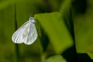 Narin Orman Beyaz�&nbsp;(Leptidea&nbsp;sinapis)