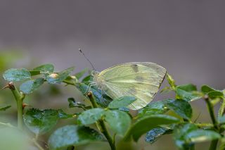 Byk Beyazmelek  (Pieris brassicae)