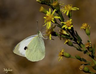 Byk Beyazmelek  (Pieris brassicae)