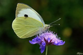 Byk Beyazmelek  (Pieris brassicae)