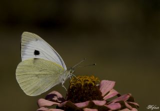 Byk Beyazmelek  (Pieris brassicae)