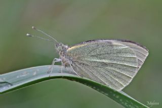 Byk Beyazmelek  (Pieris brassicae)