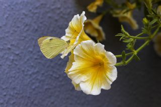 Byk Beyazmelek  (Pieris brassicae)