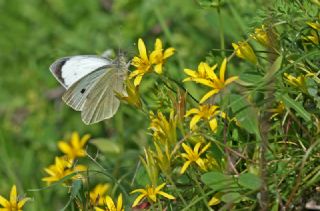 Byk Beyazmelek  (Pieris brassicae)