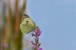 Byk Beyazmelek  (Pieris brassicae)