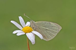 Byk Beyazmelek  (Pieris brassicae)