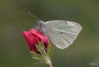 Byk Beyazmelek  (Pieris brassicae)