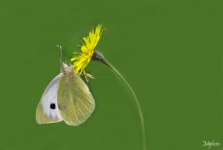 Byk Beyazmelek  (Pieris brassicae)