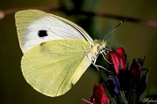 Byk Beyazmelek  (Pieris brassicae)