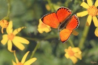 Alev Ategzeli (Lycaena kefersteinii)