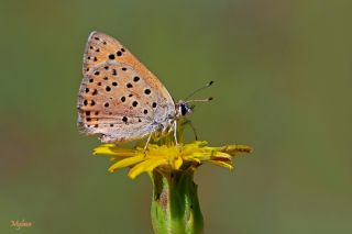 Alev Ategzeli (Lycaena kefersteinii)