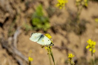 Gzel Azamet (Colias alfacariensis)