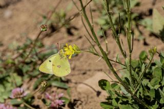 Gzel Azamet (Colias alfacariensis)