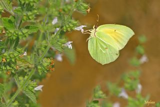 Kleopatra (Gonepteryx cleopatra)