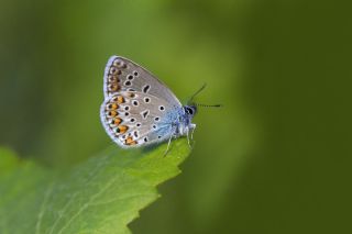 Anadolu Esmergz (Plebejus modicus)