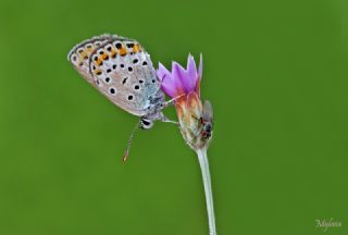 Anadolu Esmergz (Plebejus modicus)