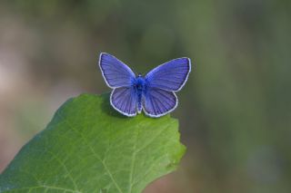 Anadolu Esmergz (Plebejus modicus)