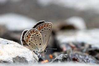 T�rkmenistan Esmerg�z�&nbsp;(Plebejus&nbsp;zephyrinus)