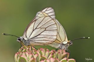 Al Beyaz (Aporia crataegi)