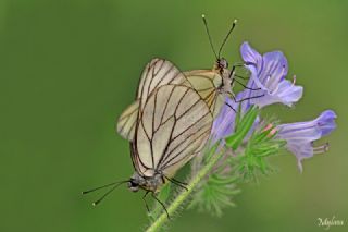 Al Beyaz (Aporia crataegi)