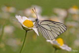 Al Beyaz (Aporia crataegi)