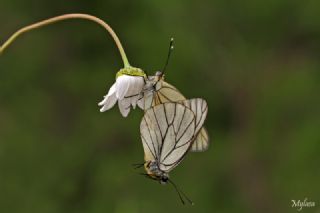 Al Beyaz (Aporia crataegi)