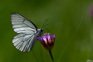 Al Beyaz (Aporia crataegi)