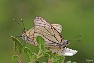 Al Beyaz (Aporia crataegi)