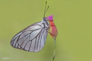 Al Beyaz (Aporia crataegi)