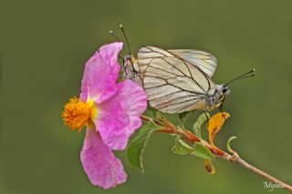 Al Beyaz (Aporia crataegi)