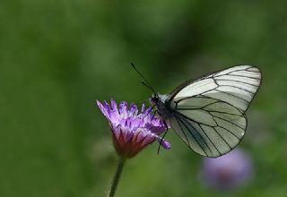 Al Beyaz (Aporia crataegi)