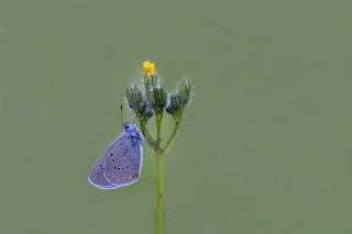 okgzl Gzel Mavi (Polyommatus bellis)