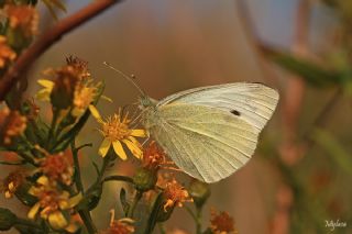 Kk Beyazmelek (Pieris rapae)