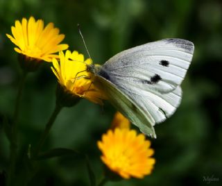 Kk Beyazmelek (Pieris rapae)