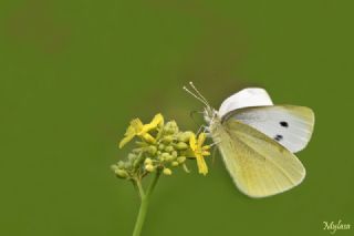 Kk Beyazmelek (Pieris rapae)