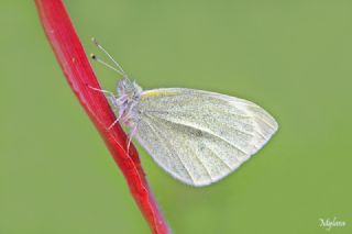 Kk Beyazmelek (Pieris rapae)