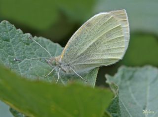 Kk Beyazmelek (Pieris rapae)