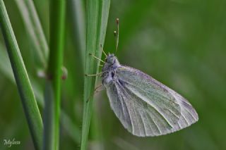 Kk Beyazmelek (Pieris rapae)