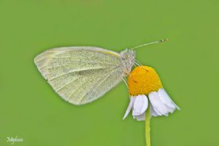 Kk Beyazmelek (Pieris rapae)